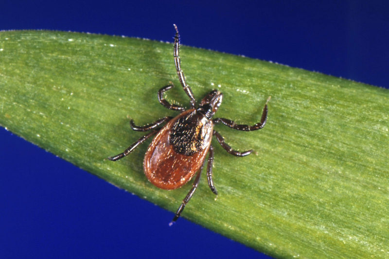 What is the tick danger in Eagle County heading into summer?